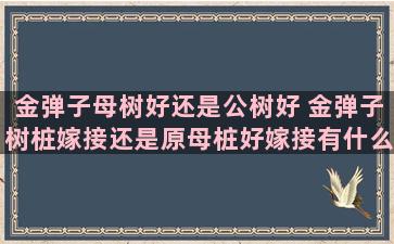 金弹子母树好还是公树好 金弹子树桩嫁接还是原母桩好嫁接有什么不好的地方